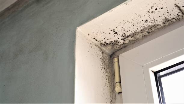 Reliable Bristol, CT Mold Removal Solutions