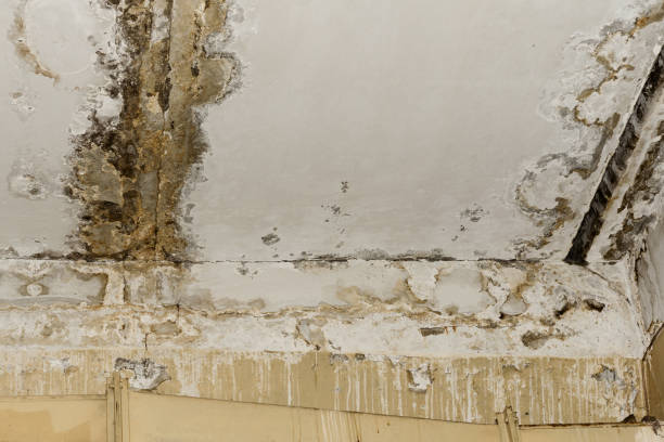 Best Mold Odor Removal Services  in Bristol, CT
