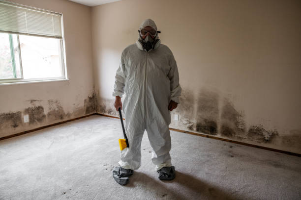 Best Emergency Mold Remediation  in Bristol, CT