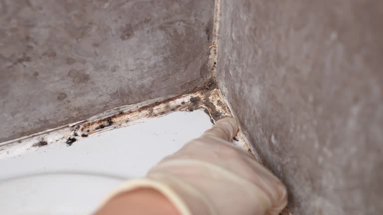 Best Mold Removal for HVAC Installations  in Bristol, CT